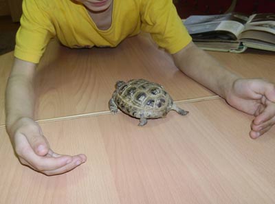черепахи