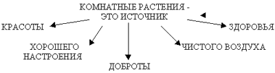 кімнатні рослини